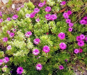 januaryflowers