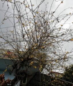 marchblossoms